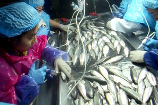 海水養(yǎng)殖魚類病害防控生物制品研發(fā)與應(yīng)用項(xiàng)目通過階段驗(yàn)收